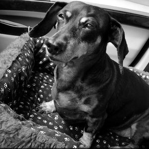 Meet your Posher, Annie